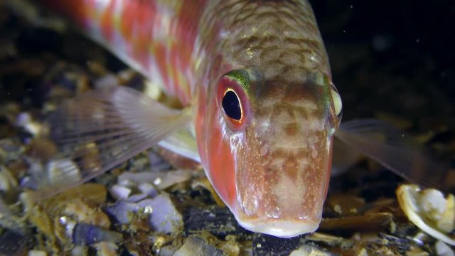 Red mullet (Mullus barbatus): red night painting, portrait, front view.
