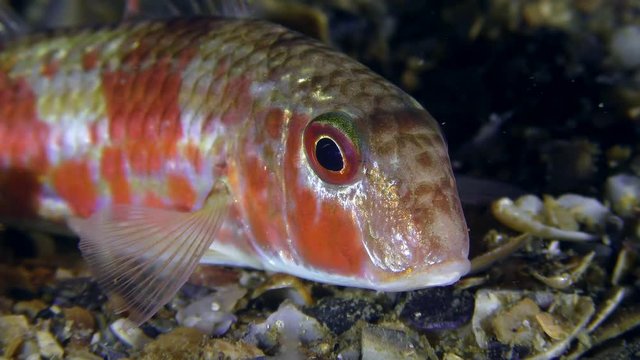 Red mullet (Mullus barbatus): red night painting, portrait.
