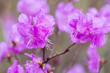 Purple Spring blossom. Flowers at park. Macro 