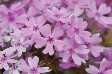 Obraz premium 芝桜