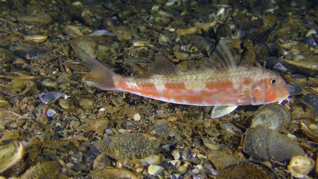 Fish Red mullet (Mullus barbatus) lies on the seabed, then leaves the frame.