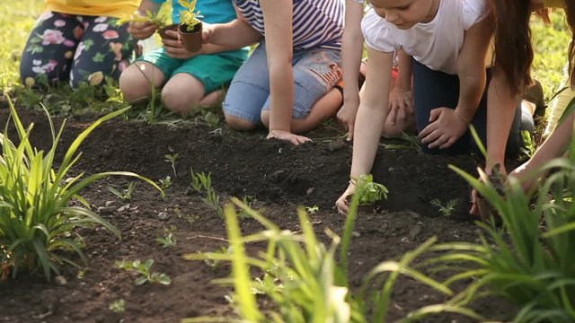 Children's hands planting sapling on soil as the world's concept of rescue