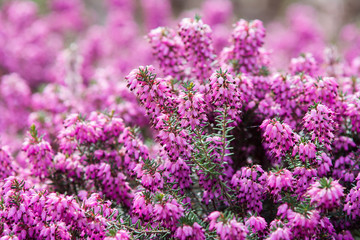 Obraz premium Pink Spring blossom. Flowers at park. Macro