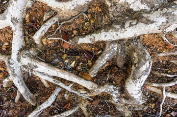 Old tree roots covered ground. Natural background and texture.