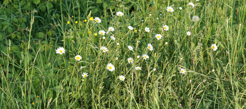 green grass meadow with dasy flowers