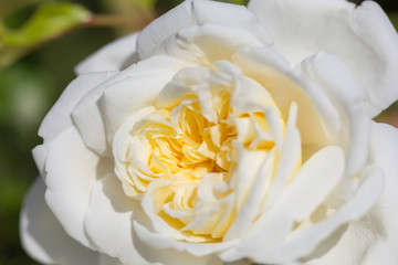 Beautiful white yellow rose flower.