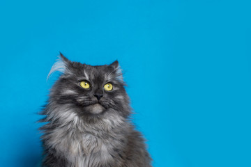 cat with yellow eyes on blue background - 204629992
