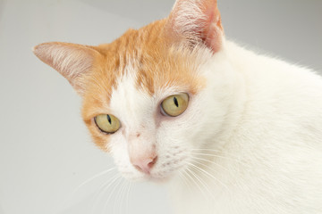 Stray cat hair color orange and white. studio. closeup