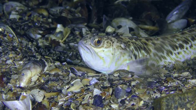 Greater weever (Trachinus draco) tries to burrow into the shell rock, close-up.