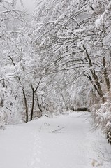 豪雪の塩水林道
