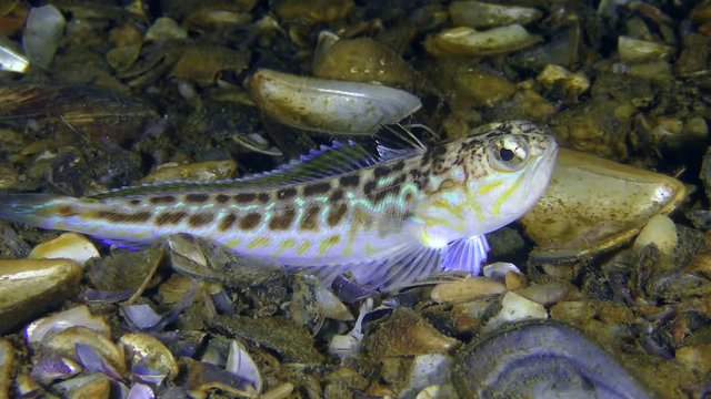 Greater weever (Trachinus draco) on shelly soil, medium shot.
