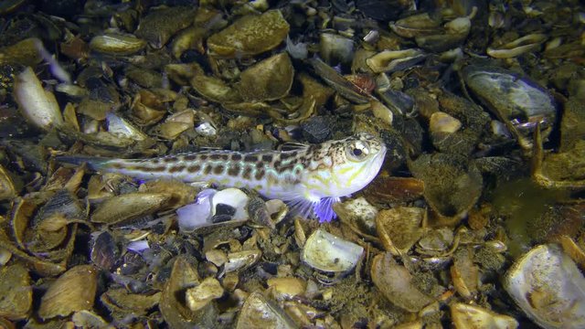 Greater weever (Trachinus draco) on shelly soil, wide shot.