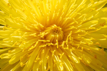 Yellow dandelion macro close up flowers on background of green spring meadows.