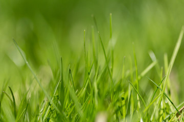 summer green grass #hellosummer