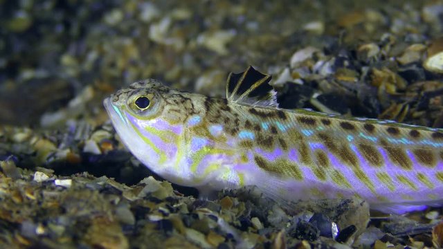 Greater weever (Trachinus draco) on shelly soil, closeup.