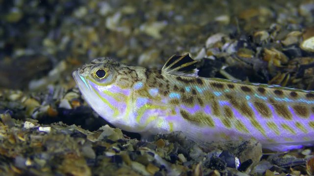 Greater weever (Trachinus draco) lies on the shell rock, then leaves the frame, close-up.