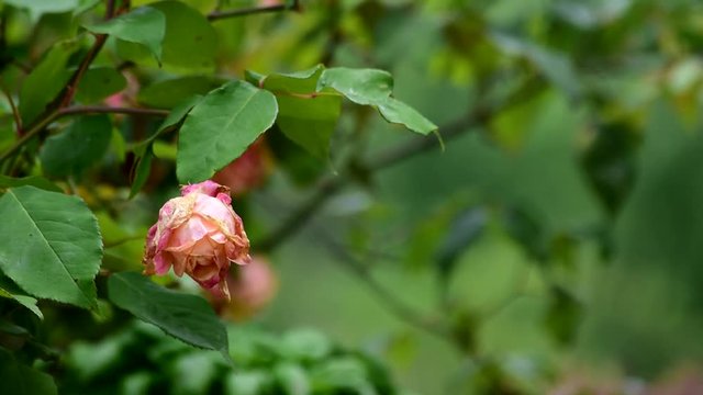 Rosa morente al vento