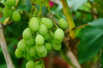 Green grapes are not mature in their growth