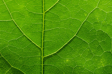 Macro leaves background texture