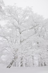 吹雪の丹沢山地