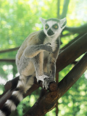 Lemur at the green forest