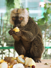 Lemur at the green forest