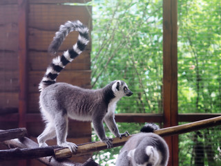 Lemur at the green forest