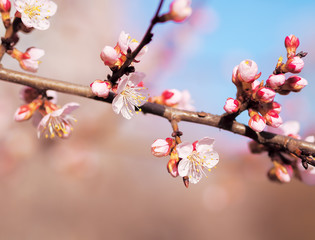 Apricot blossom pink spring flowers