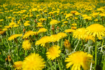 Yellow dandelions. Bright flowers dandelions on background of green spring meadows.