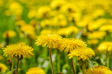 Yellow dandelions. Bright flowers dandelions on background of green spring meadows.
