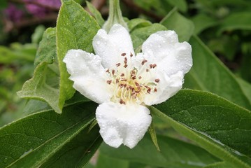 Close-up of Medlar Tree Flower