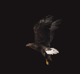 Eagle black flying serious full size isolated