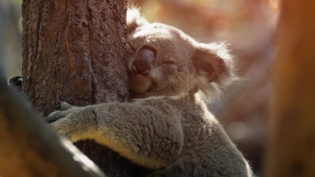Adorable, Wild Koala Clings to a Tree, with Nature Sounds