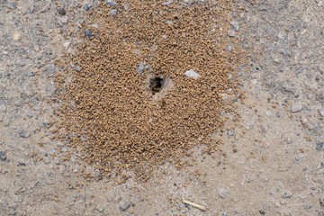 Small anthill in earth.