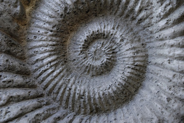 Petrous clamshell closeup. Spiral structure