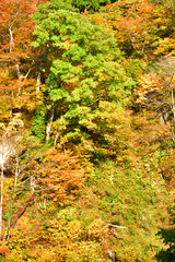 autumn forest in Japan