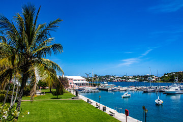 Barr's Park, Hamilton, Bermuda. Flowers and Palm Tree overlooking boats in harbour