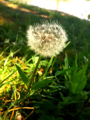 medicinal wild dandelion