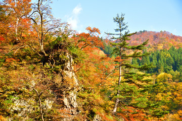 Fototapeta premium autumn forest in Japan