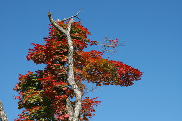 空と紅葉