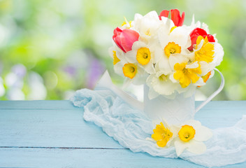 Spring background. Garden watering can with narcissus and tulip  flowers on blue wooden board.Bokeh on background.Spring card.Gardening consept