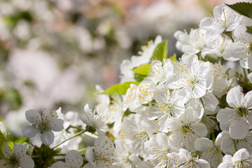Obraz na płótnie Canvas White cherry blossom branches.Spring blossoms background