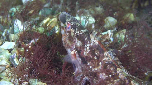 Mating games of Gray wrasse (Symphodus cinereus): the female swims around the nest guarded by the male, close-up.