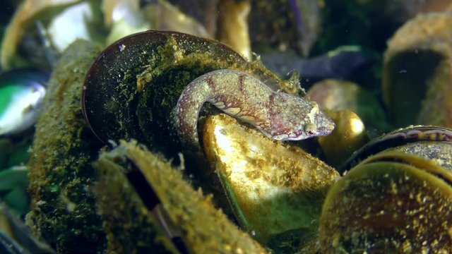 Two-spotted clingfish (Diplecogaster bimaculata bimaculata) on the shell of the mussel.
