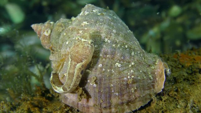 Two-spotted clingfish (Diplecogaster bimaculata bimaculata) on the shell of rapana.