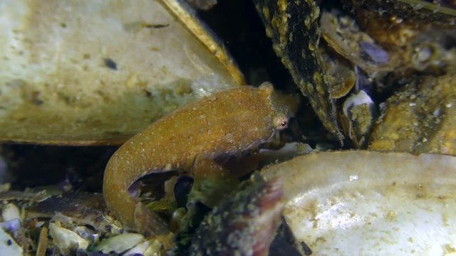 Two-spotted clingfish (Diplecogaster bimaculata bimaculata) moves along the seabed covered with seashells.