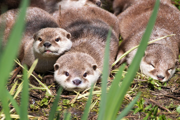 Otter family on the riverbank