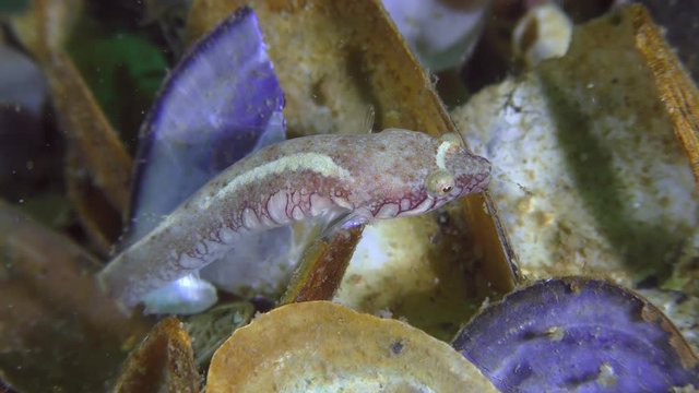 Two-spotted clingfish (Diplecogaster bimaculata bimaculata) searches for food among seashells.