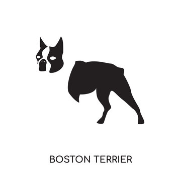 boston terrier logo isolated on white background , colorful vector icon, brand sign & symbol for your business