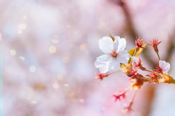 Beautiful cherry blossom in full bloom in springtime,sakura flower,cherry blossom festival season in japan